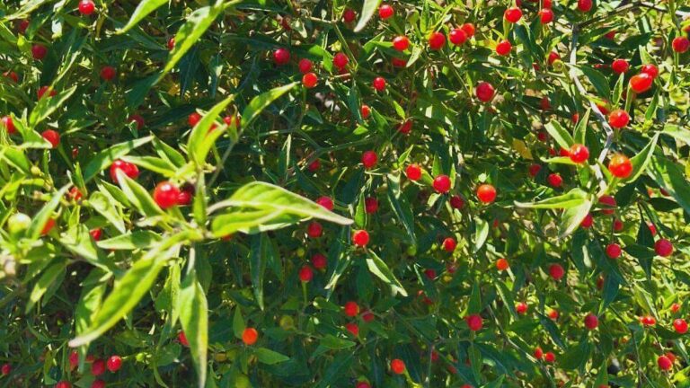 Cómo cultivar chiltepines en casa para producir miles desde un solo chile