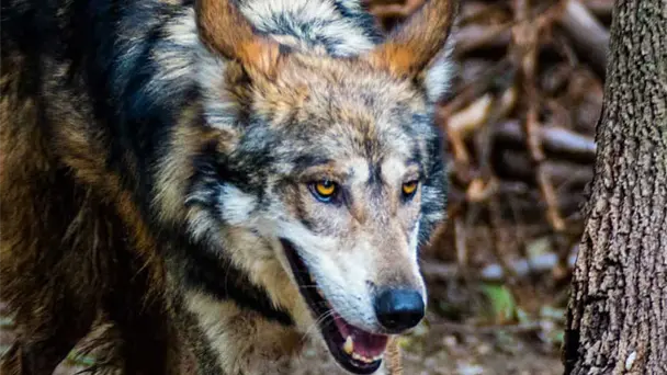 Protección federal del lobo mexicano en riesgo en Estados Unidos Protección federal del lobo mexicano en riesgo en Estados Unidos