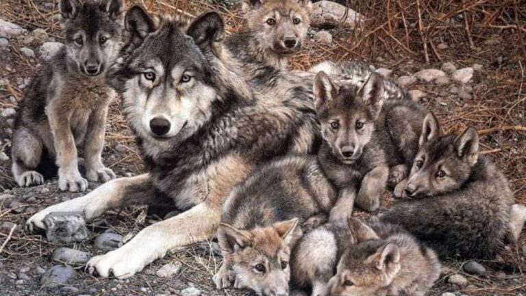 México refuerza la protección del lobo mexicano ante revisión en EE.UU.