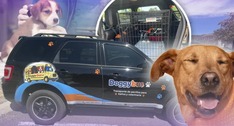 Doggy Bus ofrece transporte especializado para mascotas en Hermosillo