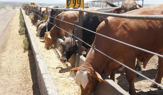 Reabren frontera de Sonora para exportación de ganado a EU tras cierre técnico