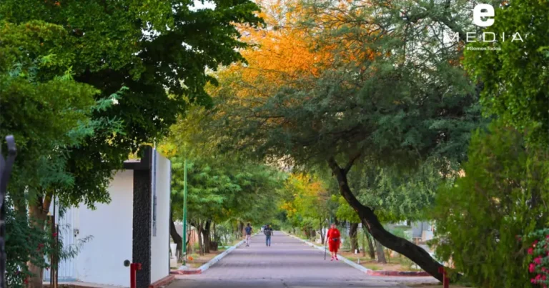 Bosque Memorial Yáñez reduce 1.6 grados su temperatura superficial tras siete años de reforestación