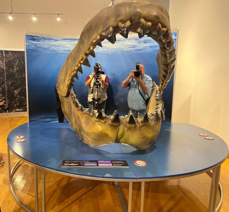 Megalodón y 12 especies de tiburones: la exposición que ya puedes visitar en Musas