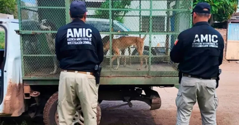 Rescatan a tres perros en estado crítico tras denuncia en Ciudad Obregón