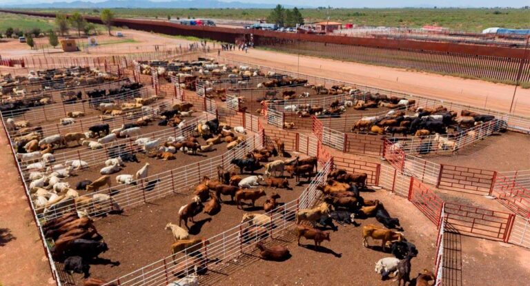 Reanudan exportación de ganado de Sonora a EE.UU. tras descartar fiebre aftosa