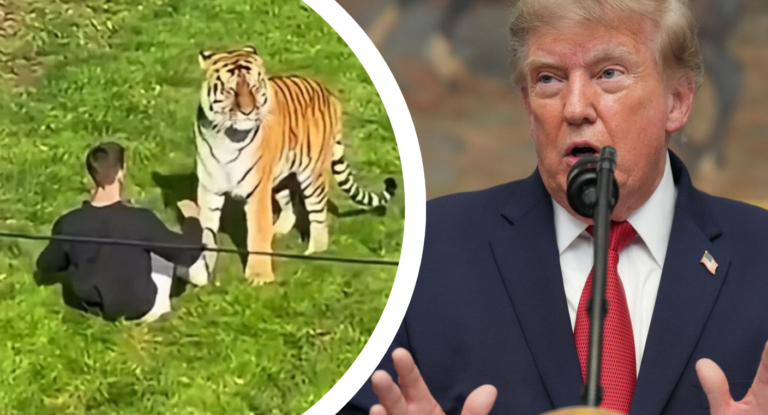 Donald Trump difunde video del ataque mortal de un tigre en Inglaterra y genera polémica