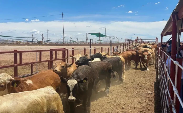 Reapertura del cruce de ganado en Nogales está programada para el 30 de noviembre