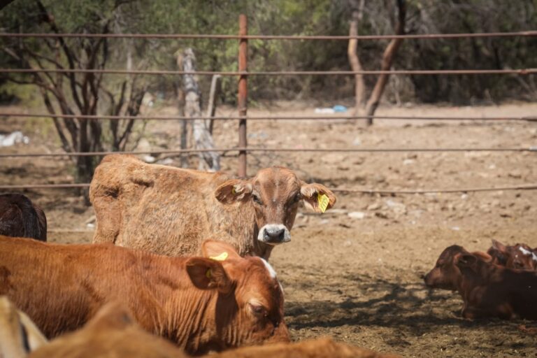 Reabren frontera en Agua Prieta para exportación de ganado tras cierre preventivo