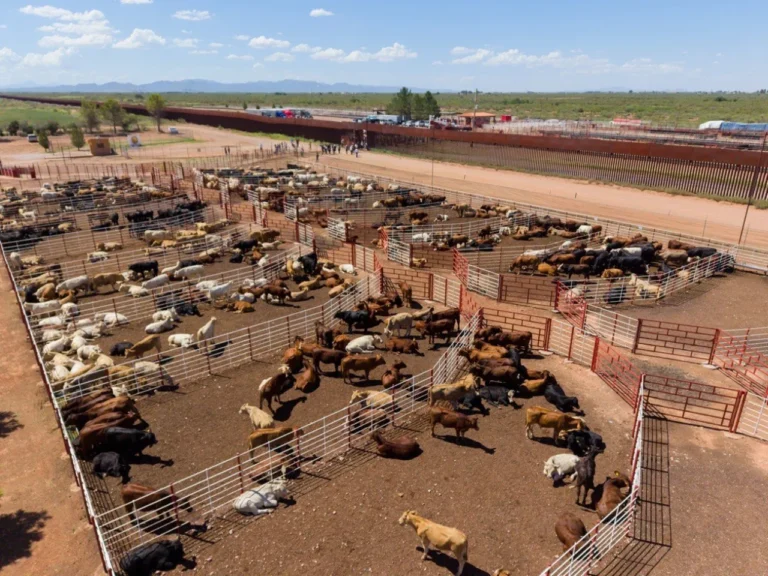 Reapertura de exportación de ganado por Nogales será el 30 de noviembre de 2026