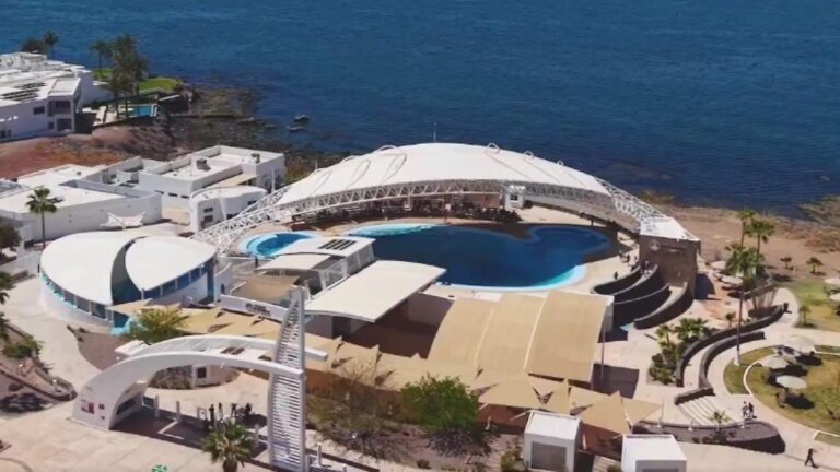 Fallece la delfina Moana en el Delfinario Sonora; investigan causa de muerte